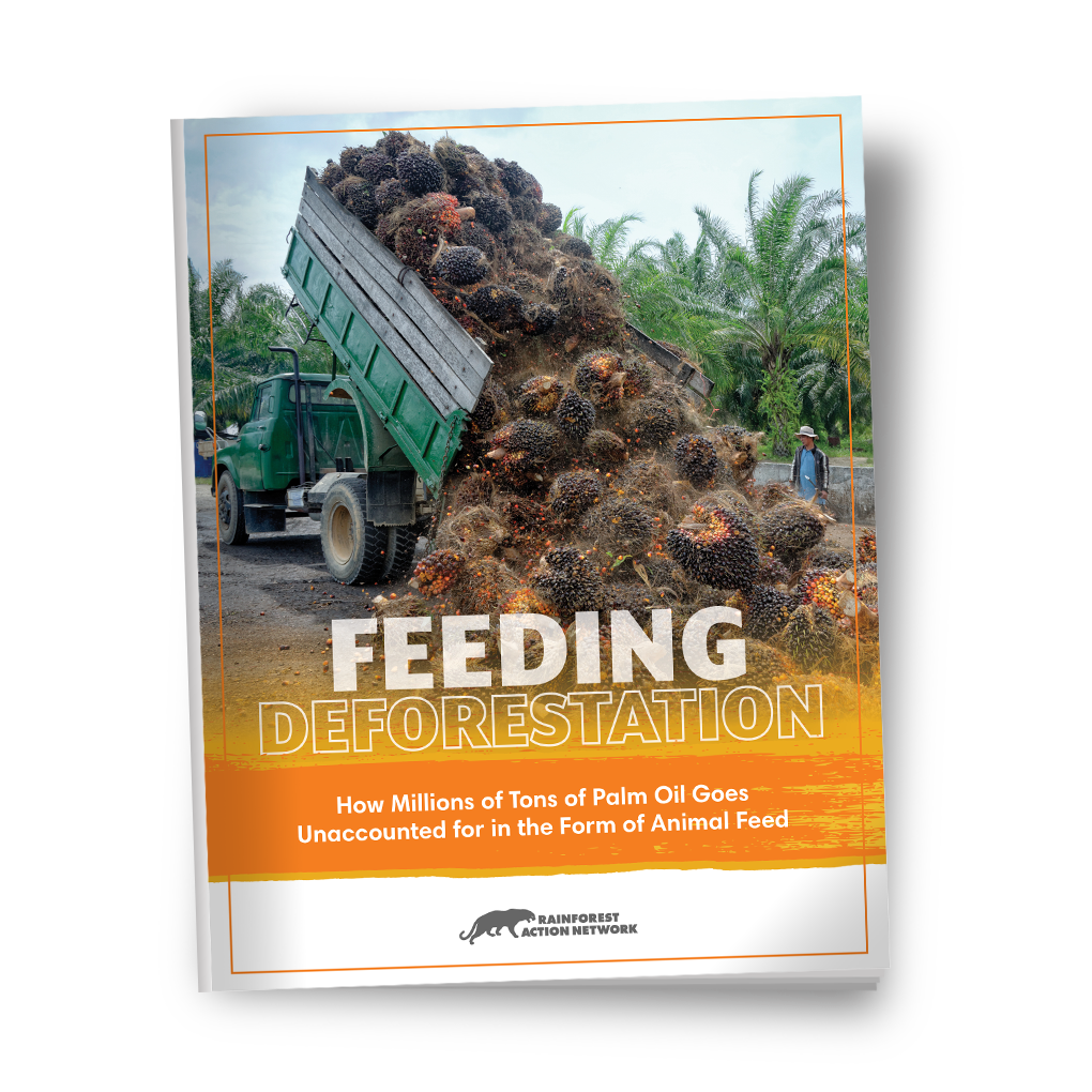 Feeding Deforestation: How millions of tons of palm oil are hidden in animal feed